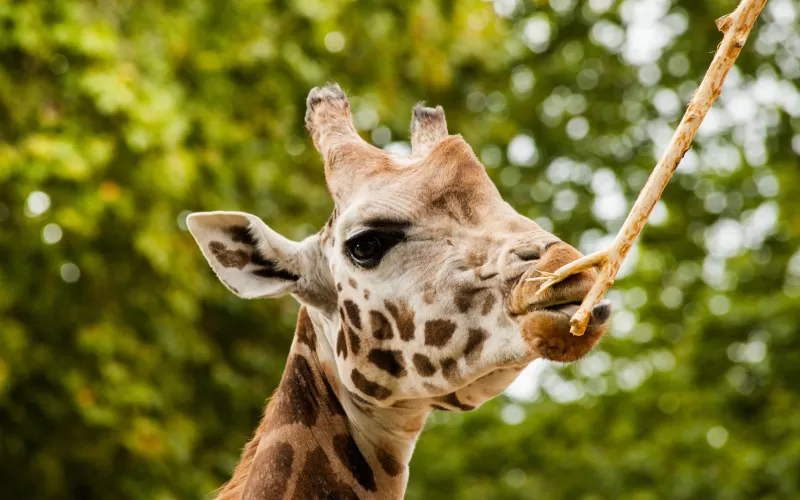 ZOO Antwerpen